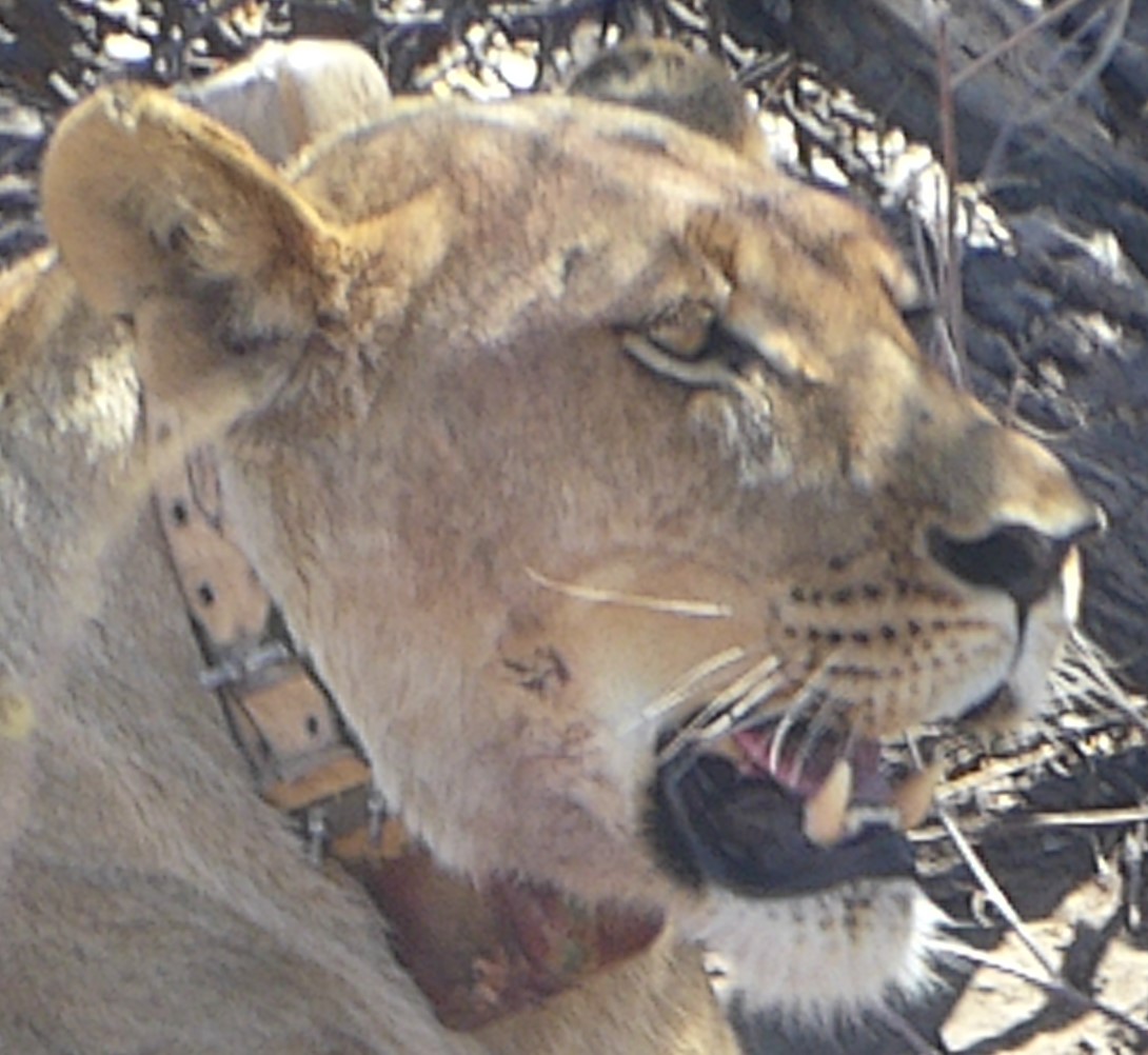 Collared lioness w cubs Meno